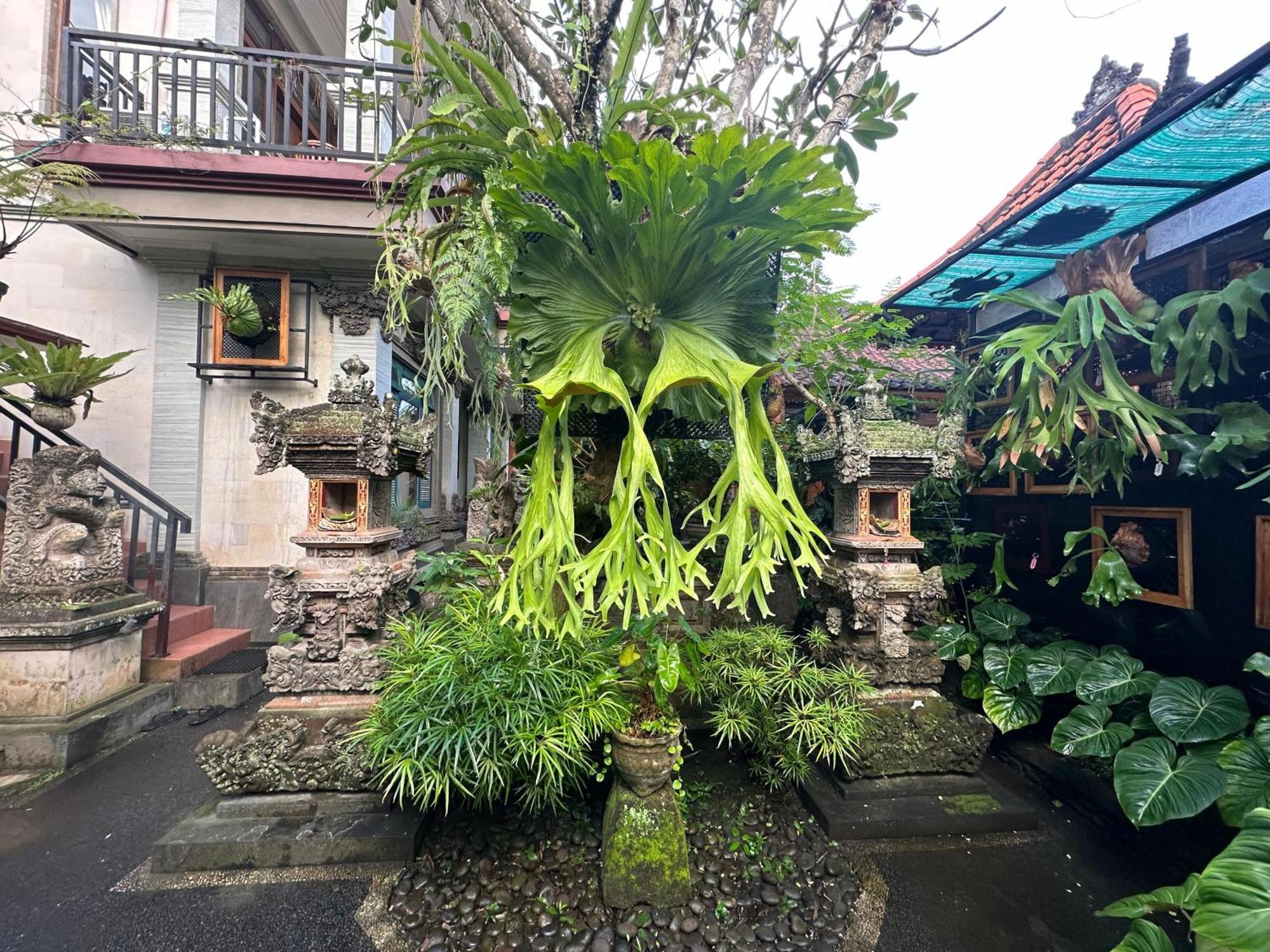 Naeera Guest House Ubud  Exterior photo
